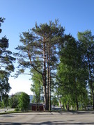 Furu (Pinus sylvestris)