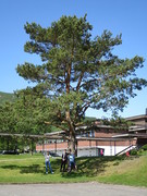 Furu (Pinus sylvestris)