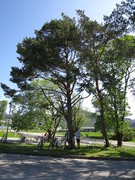 Furu (Pinus sylvestris)