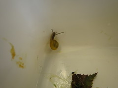 Snegler (Gastropoda)