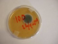 Penicillium