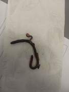 Red Wiggler Worm (Eisenia andrei/fetida)