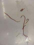 Red Wiggler Worm (Eisenia andrei/fetida)