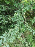 Bulkemispel (Cotoneaster bullatus)