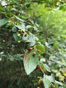 Bulkemispel (Cotoneaster bullatus)