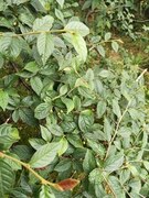 Bulkemispel (Cotoneaster bullatus)