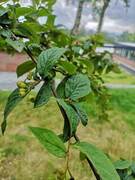 Bulkemispel (Cotoneaster bullatus)