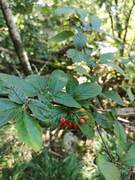 Bulkemispel (Cotoneaster bullatus)