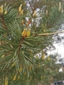 Furu (Pinus sylvestris)