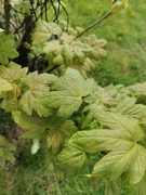 Sycamore (Acer pseudoplatanus)