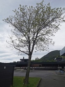 Sycamore (Acer pseudoplatanus)