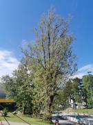 Hvitpil (Salix alba)
