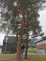 Furu (Pinus sylvestris)