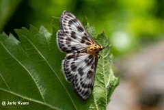 Small Magpie (Anania hortulata)