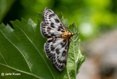 Nesleengmott (Anania hortulata)