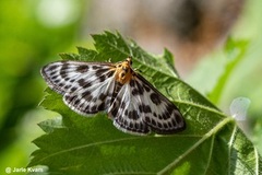 Small Magpie (Anania hortulata)