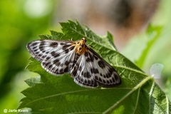 Nesleengmott (Anania hortulata)