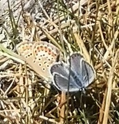 Idas blue (Plebejus idas)
