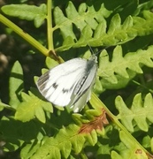 Small White (Pieris rapae)