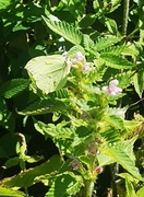 Sitronsommerfugl (Gonepteryx rhamni)