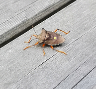 Forest bug (Pentatoma rufipes)