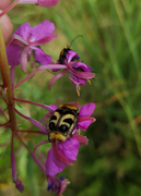 Humlebille (Trichius fasciatus)