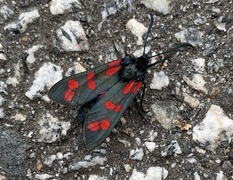 Six-spot Burnet (Zygaena filipendulae)