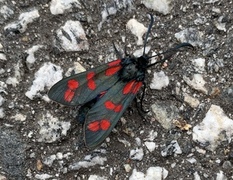 Seksflekket bloddråpesvermer (Zygaena filipendulae)