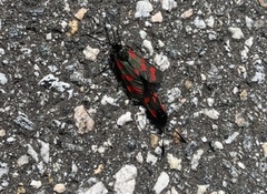 Six-spot Burnet (Zygaena filipendulae)