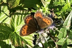 Arran Brown (Erebia ligea)