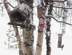 Eurasian Red Squirrel (Sciurus vulgaris)