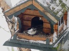 Willow Tit (Poecile montanus)