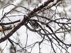 Toppmeis (Lophophanes cristatus)