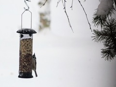 Toppmeis (Lophophanes cristatus)