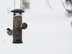 Willow Tit (Poecile montanus)
