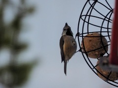 Toppmeis (Lophophanes cristatus)