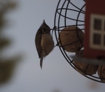 Toppmeis (Lophophanes cristatus)