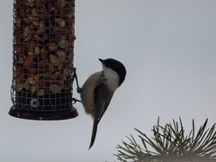 Willow Tit (Poecile montanus)