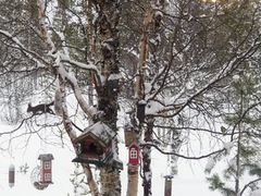 Eurasian Red Squirrel (Sciurus vulgaris)