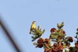 Grønnfink (Carduelis chloris)