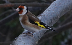 Stillits (Carduelis carduelis)