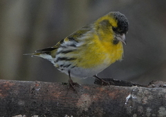 Grønnsisik (Carduelis spinus)