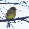 Gulspurv (Emberiza citrinella)