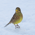 Gulspurv (Emberiza citrinella)