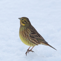 Gulspurv (Emberiza citrinella)