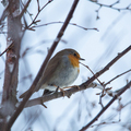 Rødstrupe (Erithacus rubecula)