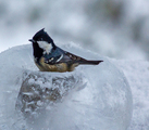 Svartmeis (Periparus ater)