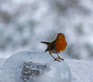 Rødstrupe (Erithacus rubecula)