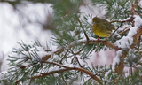 Gulspurv (Emberiza citrinella)