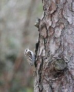 Eurasian Treecreeper (Certhia familiaris)